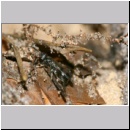 Dipogon subintermedius - Wegwespe 05b-2 7mm Sandgrube - beim Sammeln von Nestmaterial - Wurzel-und Spinnengewebe.jpg